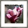 Magnolia World Of Beauty #5 Framed Print