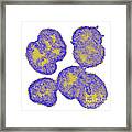 Neisseria Gonorrhoeae #5 Framed Print
