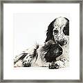 Puppy And Guinea Pig #5 Framed Print