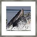 Humpback Whale Feeding Alaska Framed Print