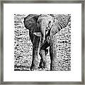 African Elephant In The Masai Mara #8 Framed Print