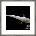 Alabama Cavefish #6 Framed Print