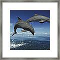 Bottlenose Dolphin Tursiops Truncatus #6 Framed Print