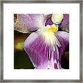 Exotic Orchid Flower #6 Framed Print