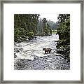 Grizzly Bear Ursus Arctos Horribilis #6 Framed Print