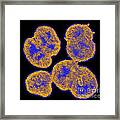 Neisseria Gonorrhoeae #6 Framed Print
