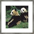 Giant Panda Ailuropoda Melanoleuca  #8 Framed Print