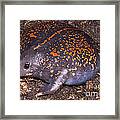 Mexican Burrowing Toad #7 Framed Print