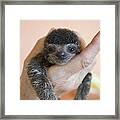 Brown-throated Three-toed Sloth #8 Framed Print