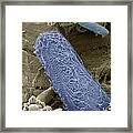 Ciliate Protozoan, Sem #8 Framed Print