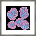 Neisseria Gonorrhoeae #8 Framed Print