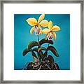 Orchids #10 Framed Print