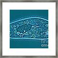 Paramecium Caudatum #8 Framed Print