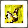 Exotic Orchids Of C Ribet #80 Framed Print