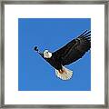 American Bald Eagle #9 Framed Print
