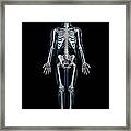 Human Skeleton, Artwork #9 Framed Print