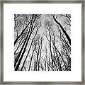 Trees In Epping Forest #9 Framed Print