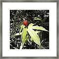 Tropical Flower #9 Framed Print