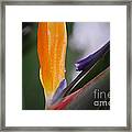 A Bird Of Paradise I Framed Print