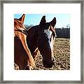 A Cowboys Best Friend Framed Print