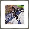 A Dog And Its Shadow Framed Print