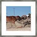 A Dog Handler Works On Take-down Framed Print