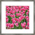 A Field Of Pink Tulips Framed Print