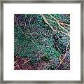 A Forest Of Magic Framed Print