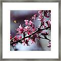 A Hint Of Spring Framed Print