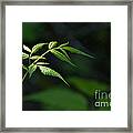 A Light In The Forest Framed Print