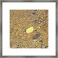 A Lonely Floater Framed Print