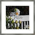 A Moment In Spring Framed Print