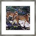 A Pair Of Cheetah's Framed Print
