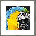 A Parrot And His Toothpick Framed Print