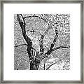 A Passing Shadow Framed Print