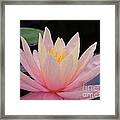 A Pink Water Lily Framed Print
