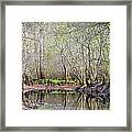 A Quiet Back Woods Place Framed Print