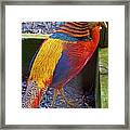 A  Rainbow Bird Framed Print