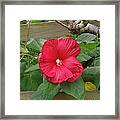 A Red Hibiscus Framed Print