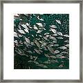 A School Of Tomtate And Glass Minnows Framed Print