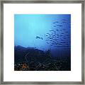 A Scuba Diver Explores A Deep Drop Framed Print