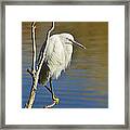 A Snowy Egret Framed Print