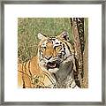 A Tiger Lying Casually But Fully Alert Framed Print