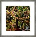 A Tree Bows To A Florida River Framed Print