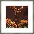 A Tree Lonely At Night, By My Lens Framed Print