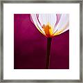 Abstract Flower Framed Print