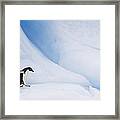 Adelie Penguin  Walking On Iceberg Framed Print