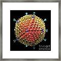 Adenovirus 36 Framed Print