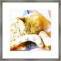Adorable Sleeping Kitty Framed Print