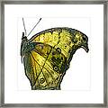 African Butterfly - Salamis Parhassus Framed Print